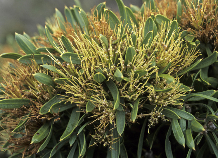 Hakea corymbosa