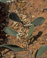 Hakea pandanicarpa