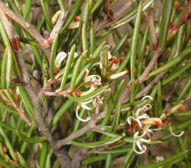 Hakea sp.2