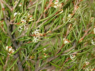 Hakea sp.2