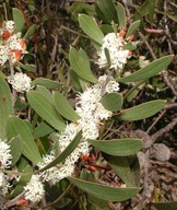 Hakea dactyloides