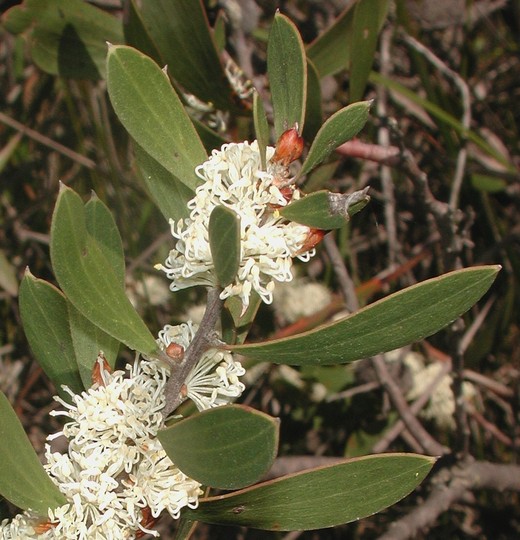 Hakea dactyloides