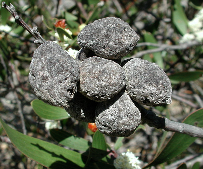 Hakea dactyloides