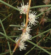 Hakea tephrosperma