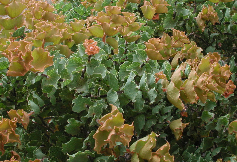 Hakea cucullata