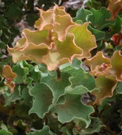 Hakea cucullata