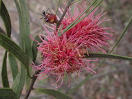 Hakea grammatophylla