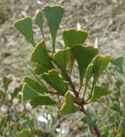 Hakea flabellifolia