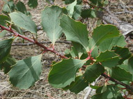 Hakea cristata