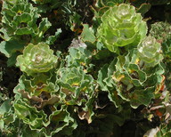 Hakea victoria