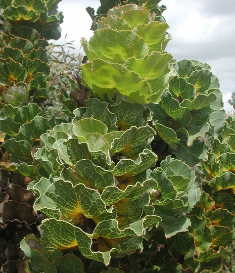 Hakea victoria