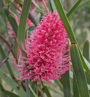 Hakea grammatophylla