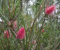 Hakea grammatophylla