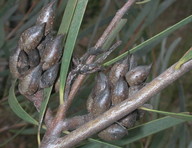 Hakea grammatophylla