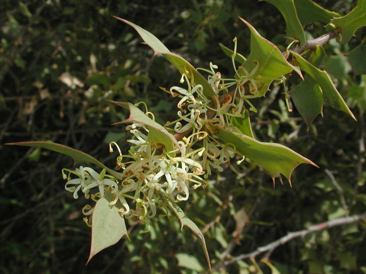 Hakea prostrata