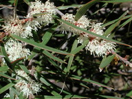 Hakea repullulans