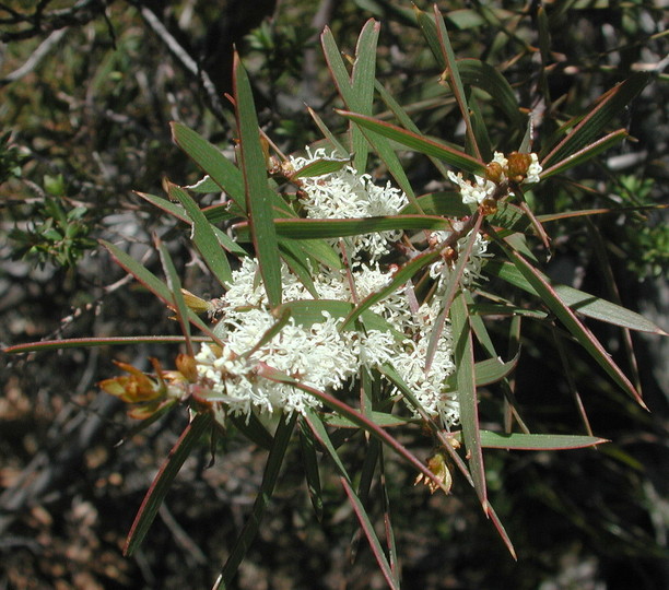 Hakea repullulans