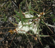 Hakea repullulans