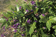 Hardenbergia comptoniana