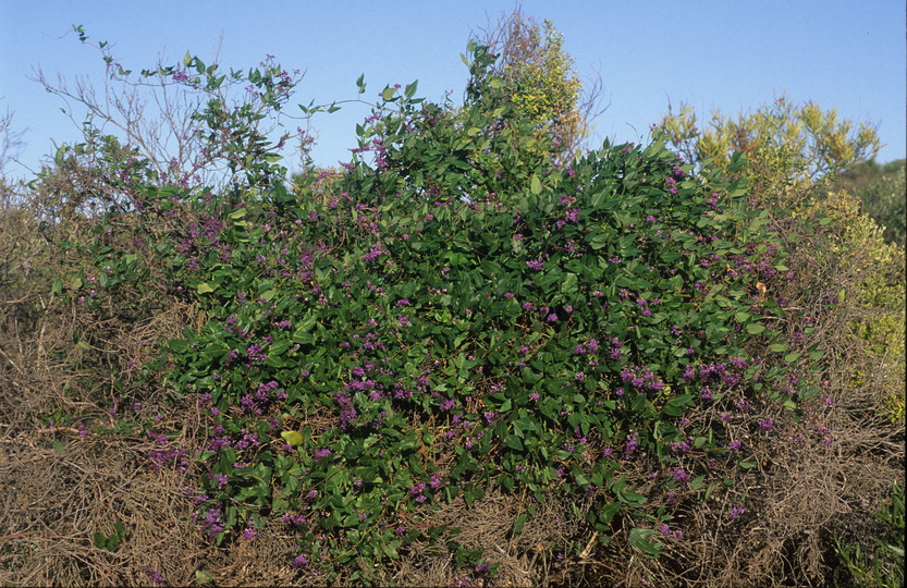 Hardenbergia comptoniana