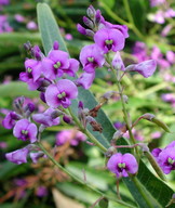 Hardenbergia violacea