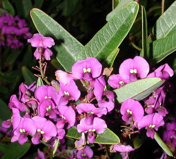 Hardenbergia violacea