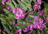 Hardenbergia violacea