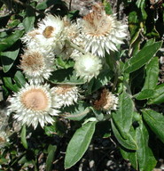 Helichrysum elatum