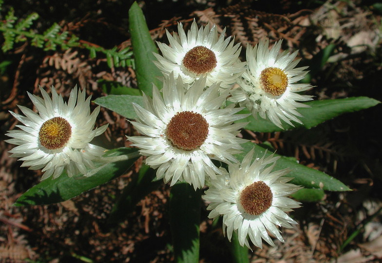 Helichrysum elatum