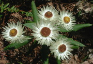 Helichrysum elatum