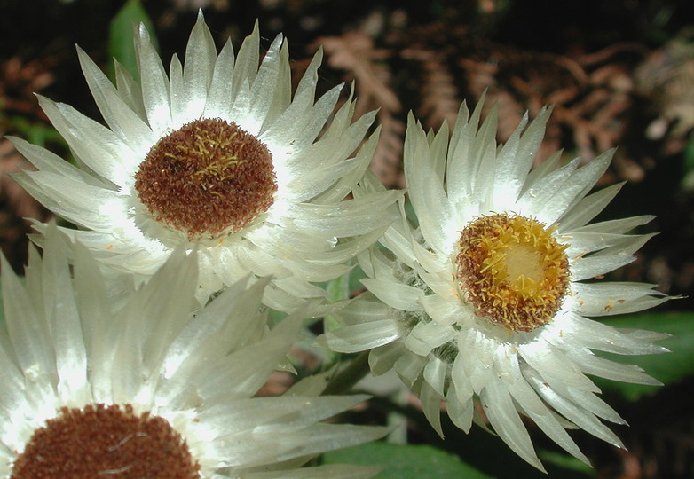 Helichrysum elatum