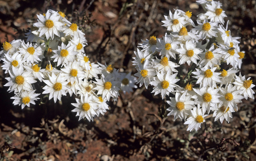 Helipterum floribundum