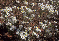 Helipterum floribundum