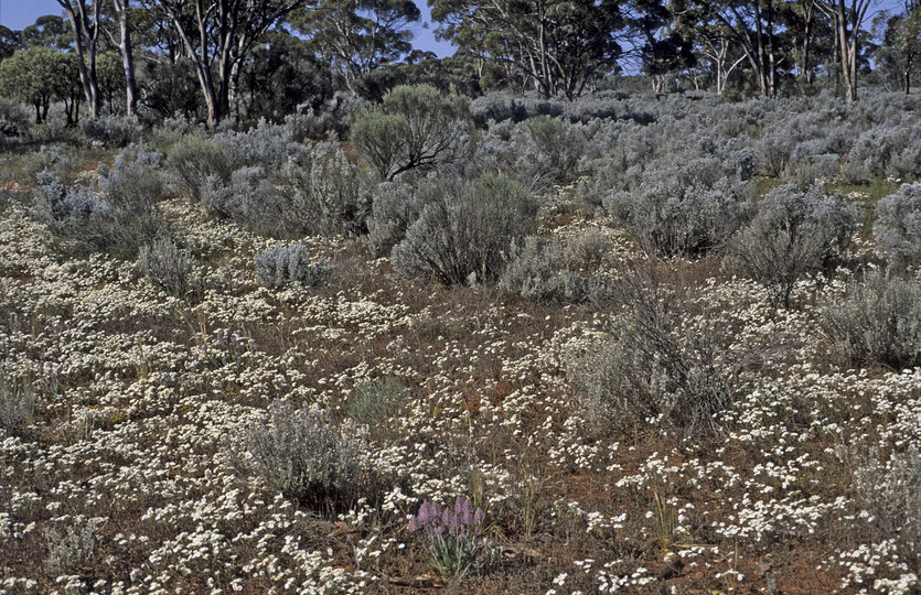 Helipterum floribundum