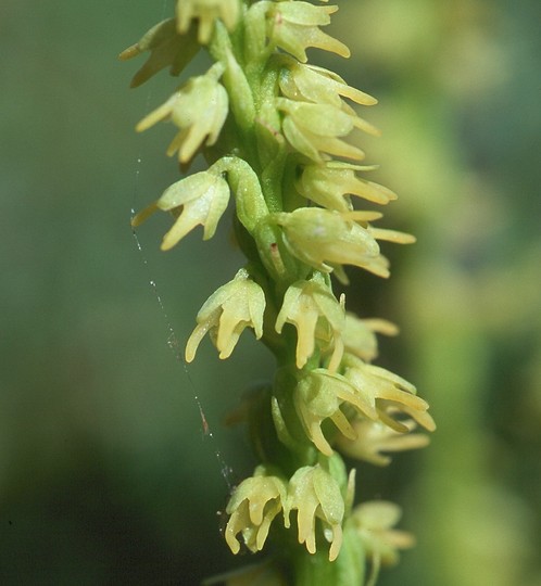 Herminium monorchis