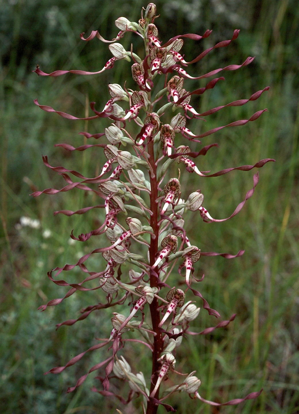 Himantoglossum hircinum ssp. hircinum