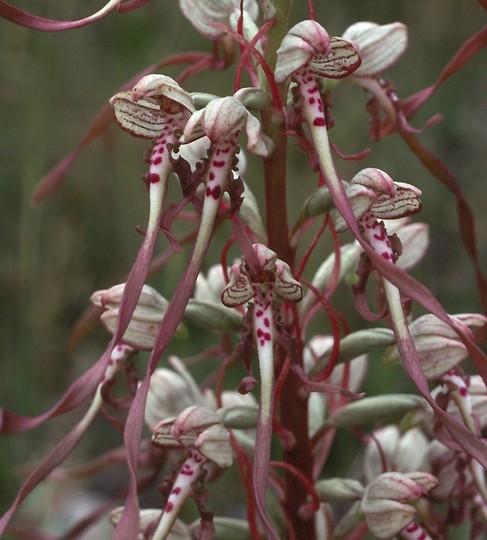 Himantoglossum hircinum ssp. hircinum