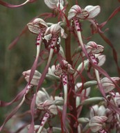 Himantoglossum hircinum ssp. hircinum