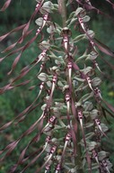 Himantoglossum hircinum ssp. hircinum