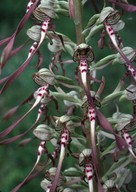 Himantoglossum hircinum ssp. hircinum