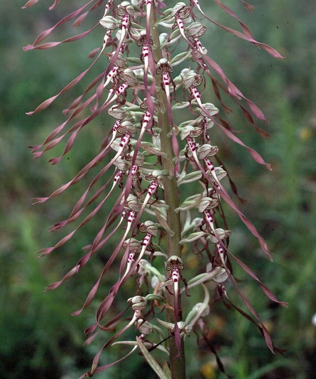 Himantoglossum hircinum ssp. hircinum