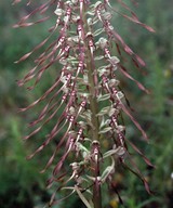 Himantoglossum hircinum ssp. hircinum