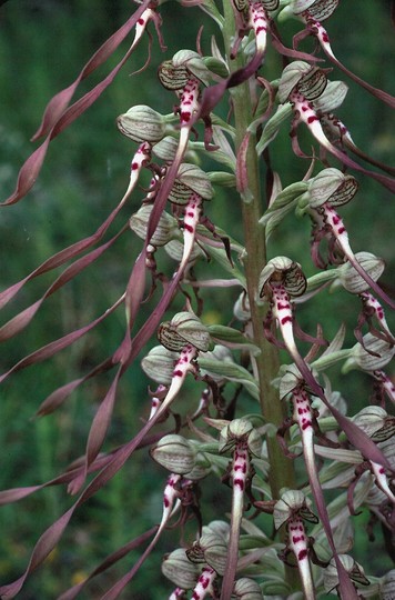 Himantoglossum hircinum ssp. hircinum