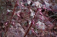 Himantoglossum hircinum ssp. calcaratum