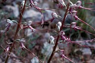 Himantoglossum hircinum ssp. calcaratum