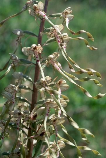 Himantoglossum hircinum ssp. hircinum