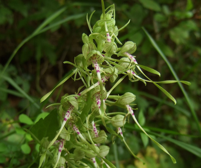 Himantoglossum hircinum ssp. hircinum