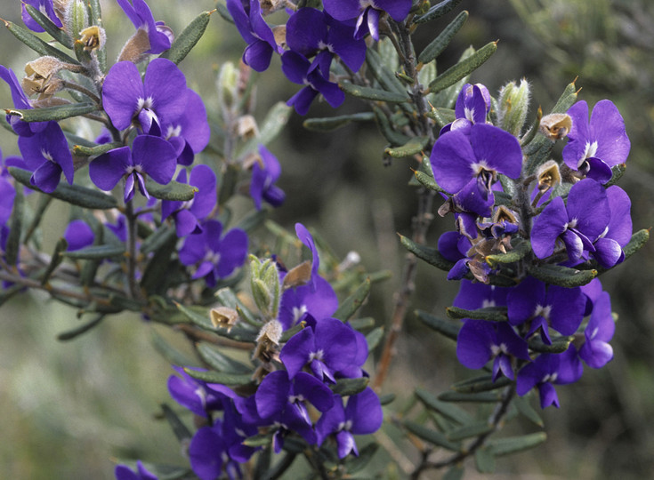 Hovea stricta