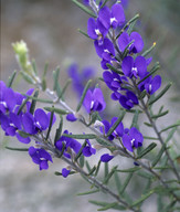 Hovea stricta