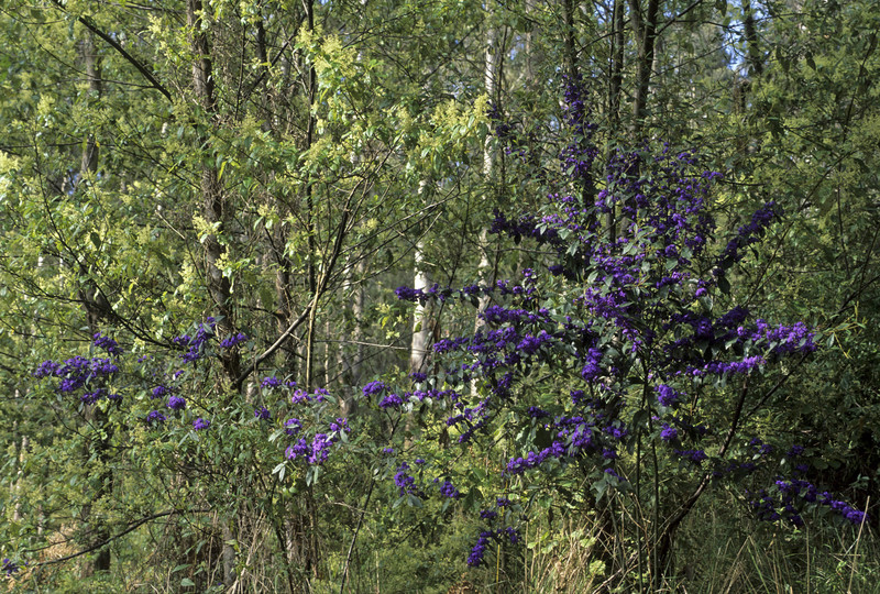 Hovea elliptica